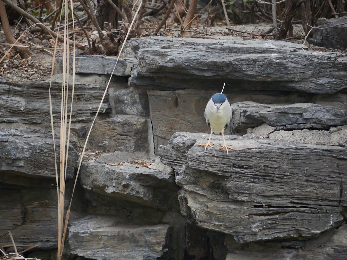 Ногоовор зашин - ML632251181