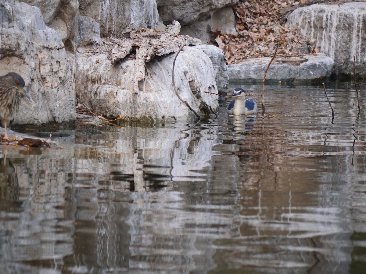 Ногоовор зашин - ML632251182