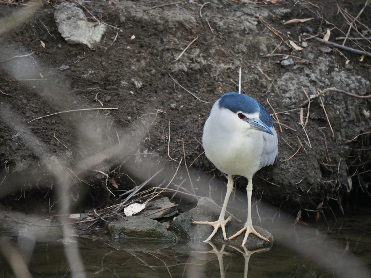 Ногоовор зашин - ML632251183