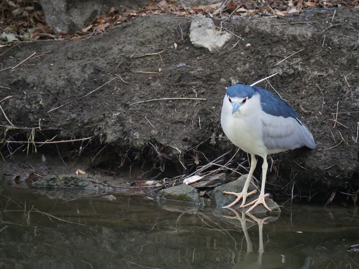 Ногоовор зашин - ML632251184