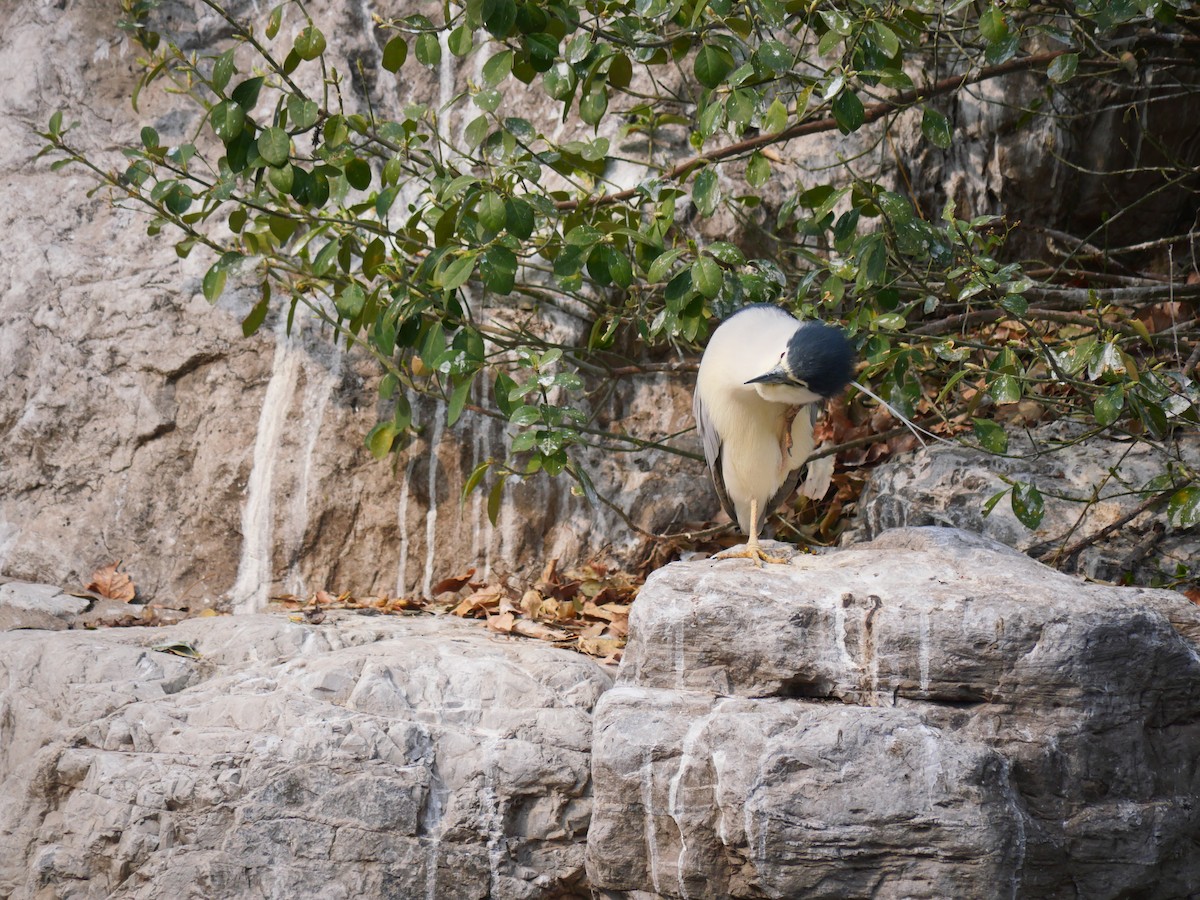 Ногоовор зашин - ML632251185