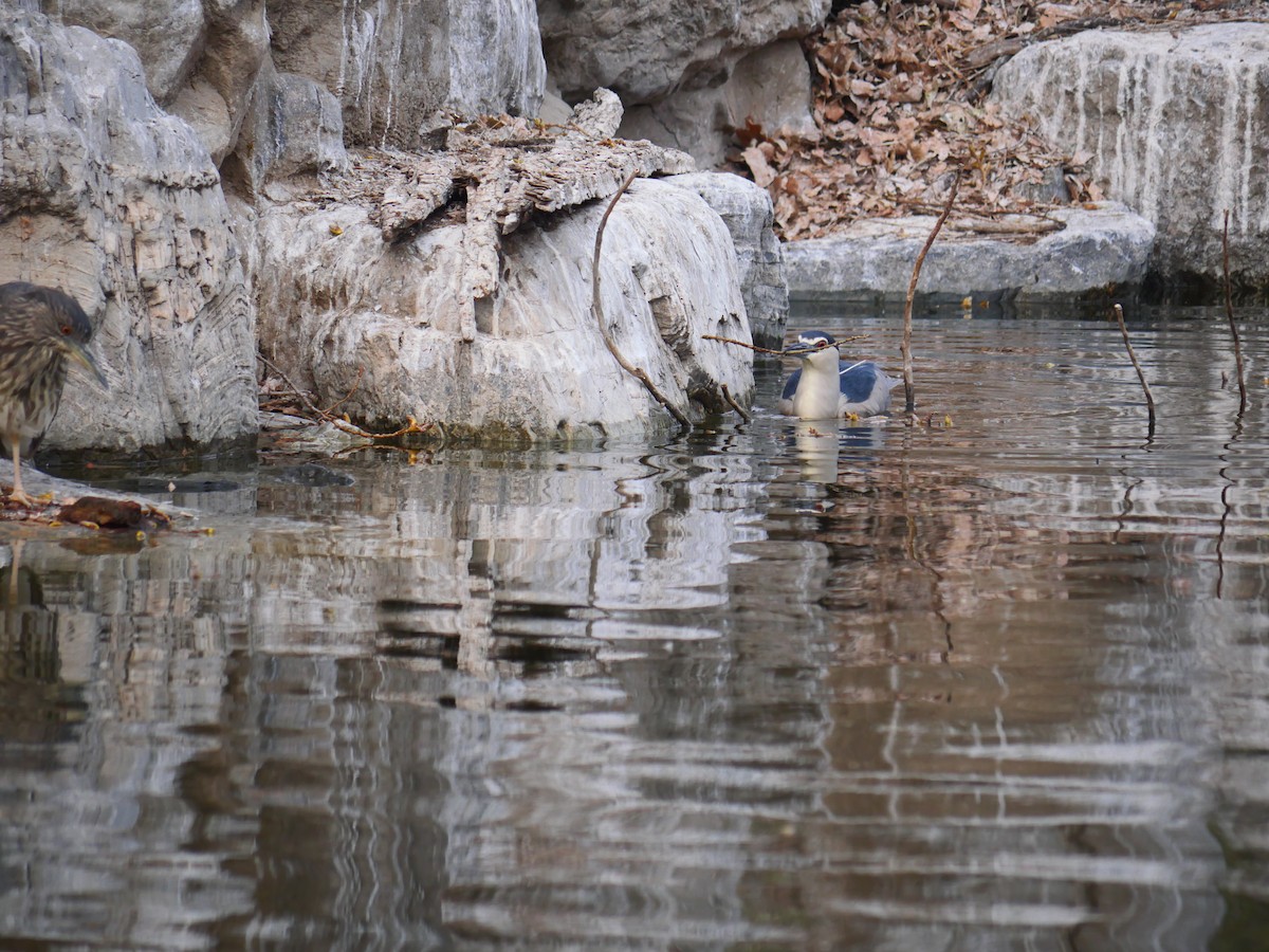 Ногоовор зашин - ML632251186