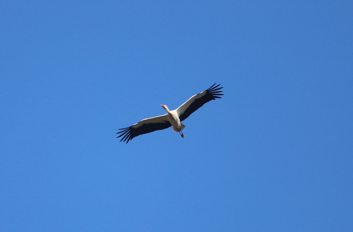 White Stork - ML632251549