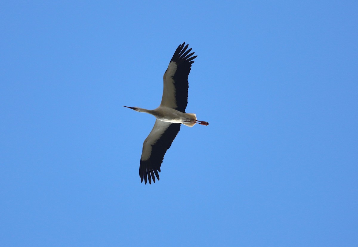 White Stork - ML632251550