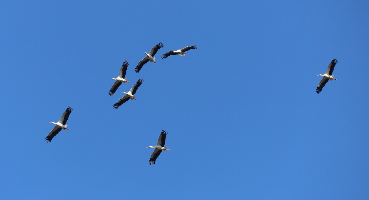 White Stork - ML632251551
