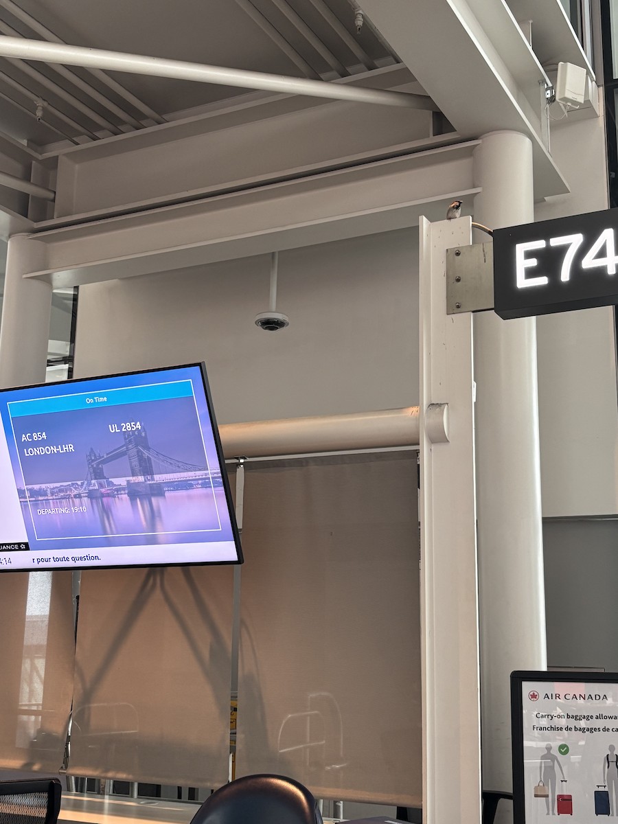 House Sparrow - ML632251653