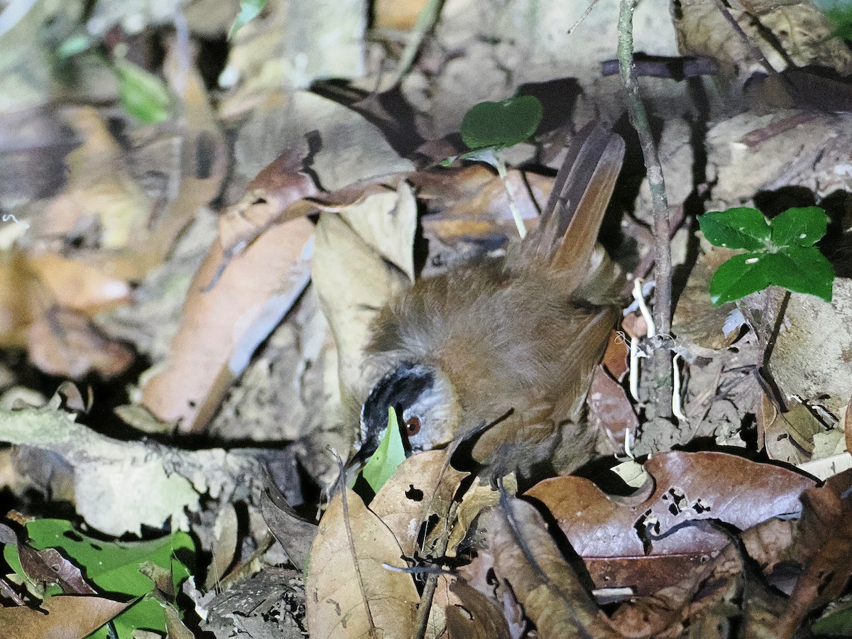 Malayan Black-capped Babbler - ML632251659