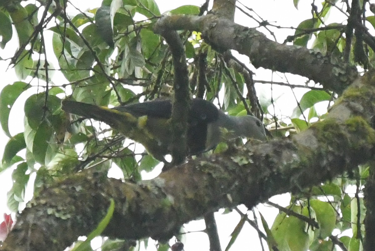 Black-backed Fruit-Dove - ML632251843