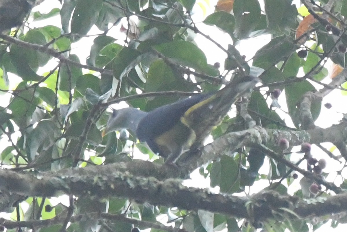 Black-backed Fruit-Dove - ML632251844