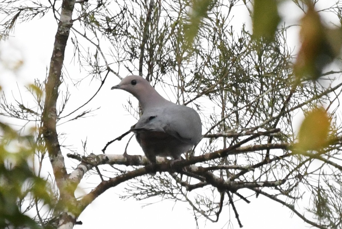 Dark-backed Imperial-Pigeon - ML632251845