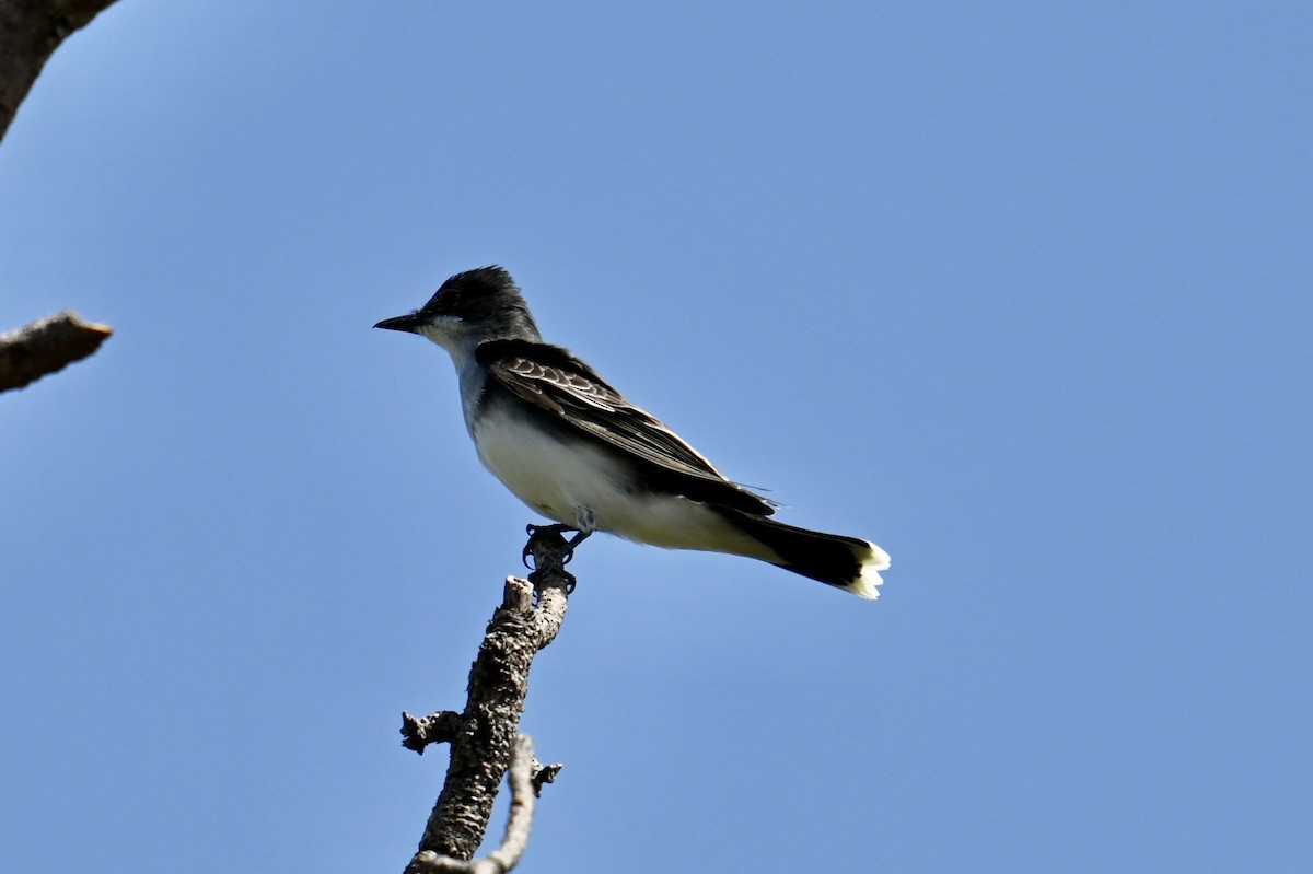 Eastern Kingbird - ML632251874