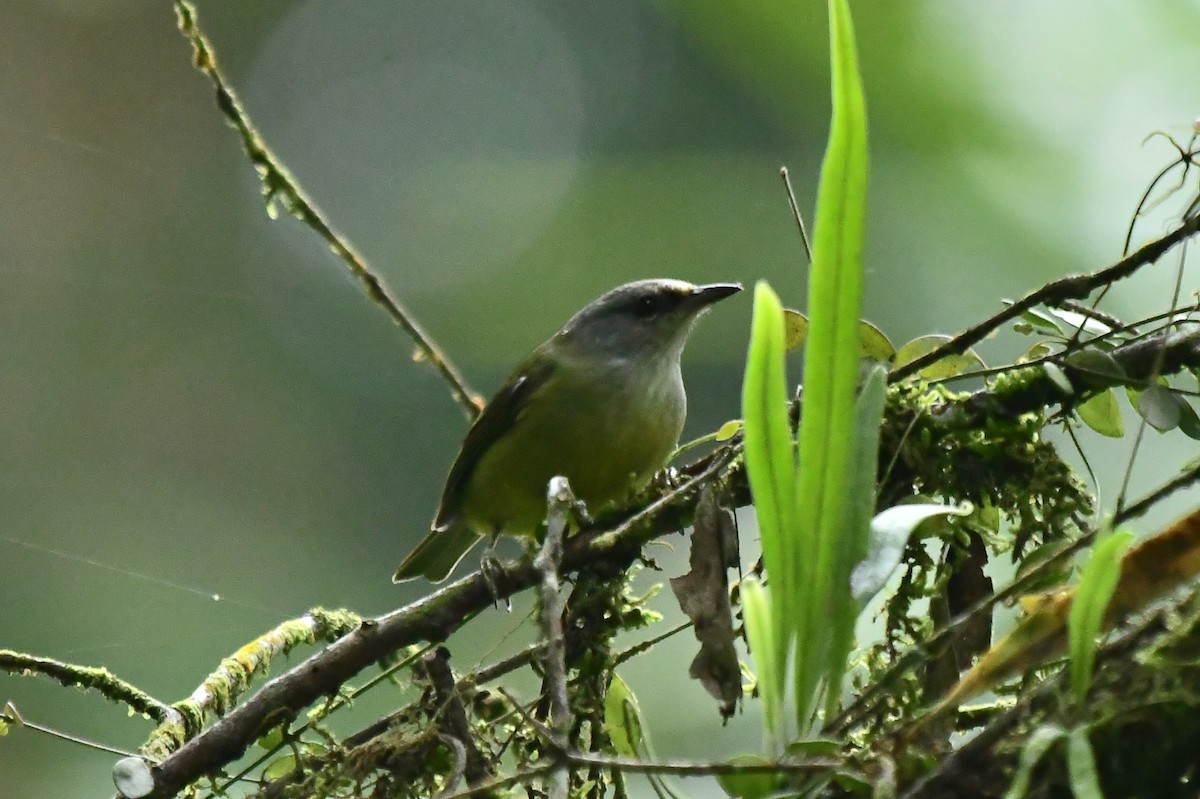 Javabrillenvogel - ML632251884