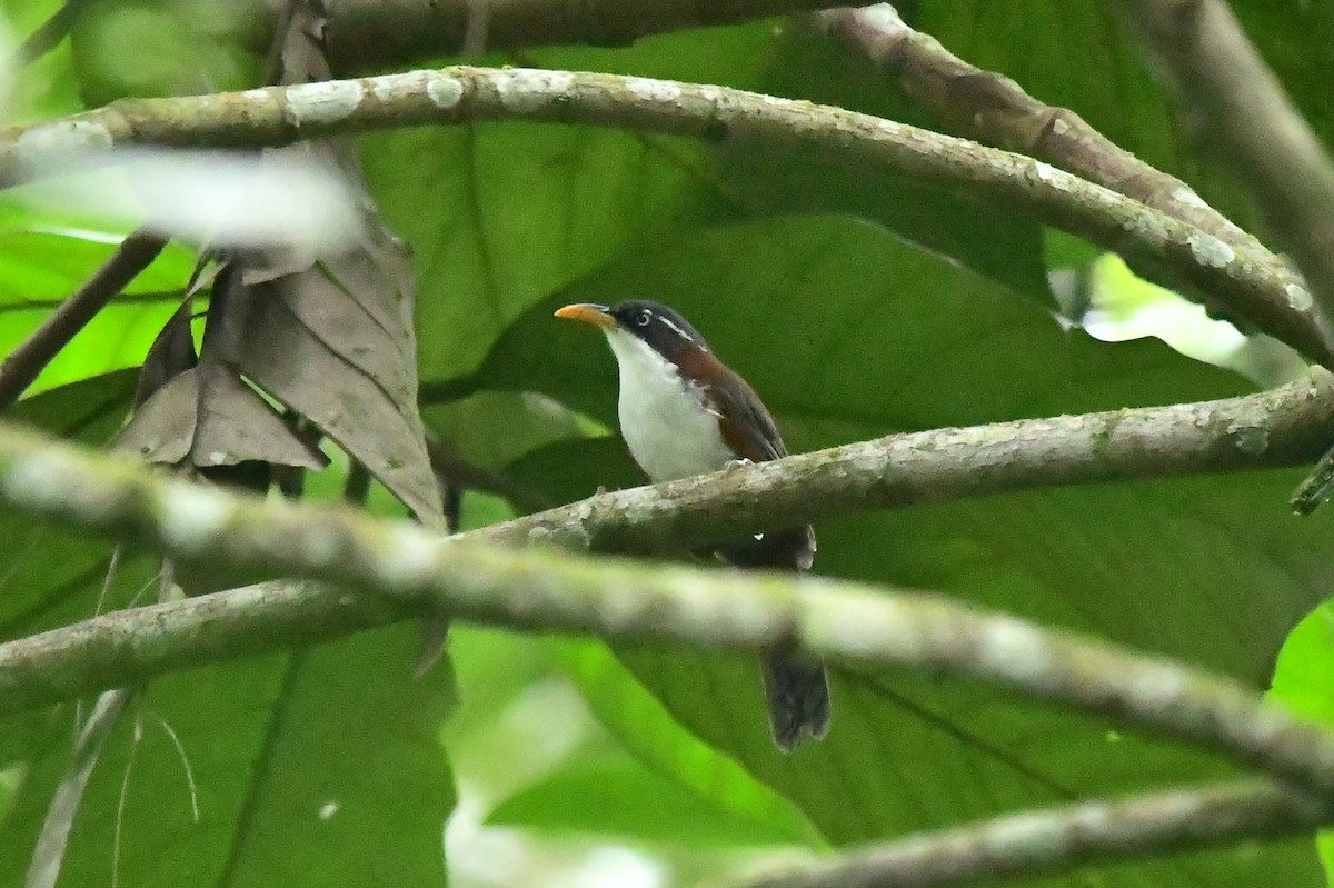 Javan Scimitar-Babbler - ML632251889