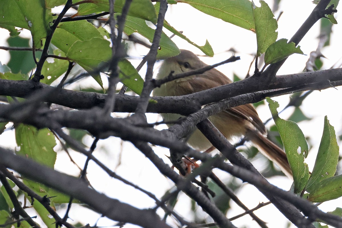 Prinia Modesta - ML632251927