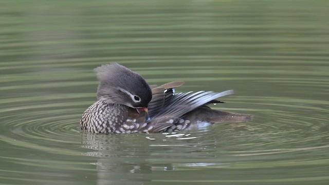 Mandarin Duck - ML632251949