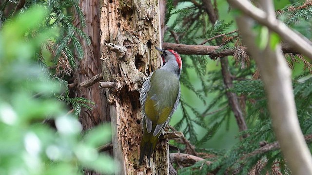 Japanese Woodpecker - ML632251972