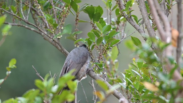 Brown-eared Bulbul - ML632251975
