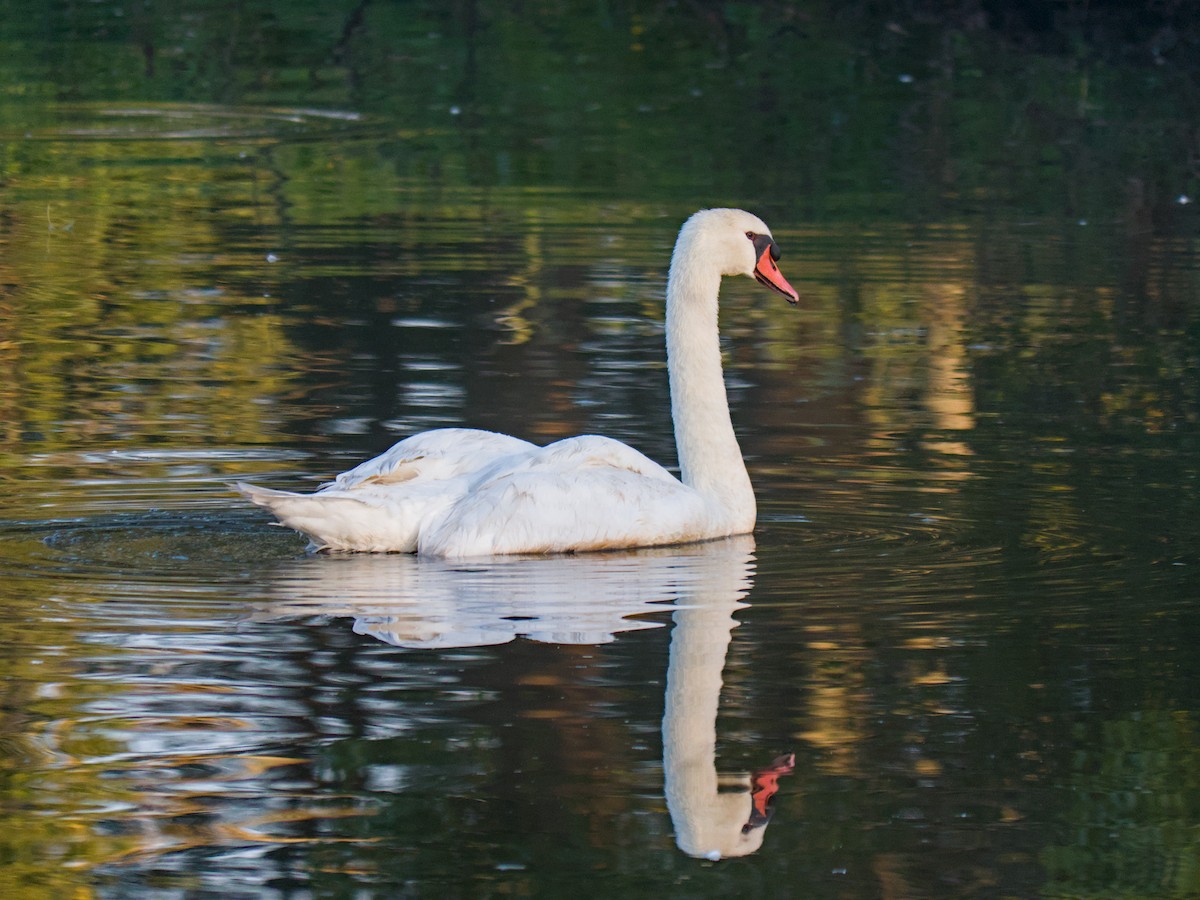 Mute Swan - ML632251977