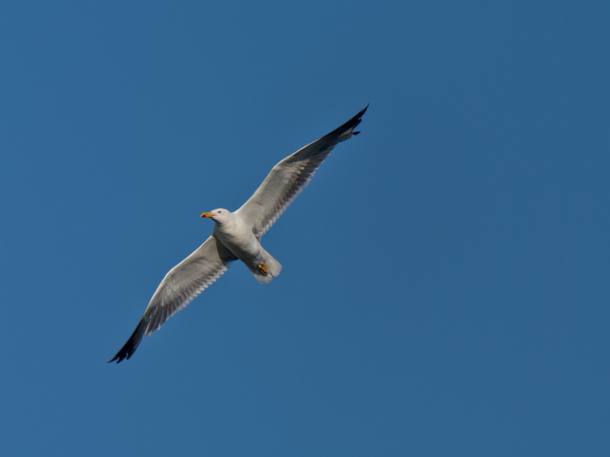 Yellow-legged Gull - ML632251981