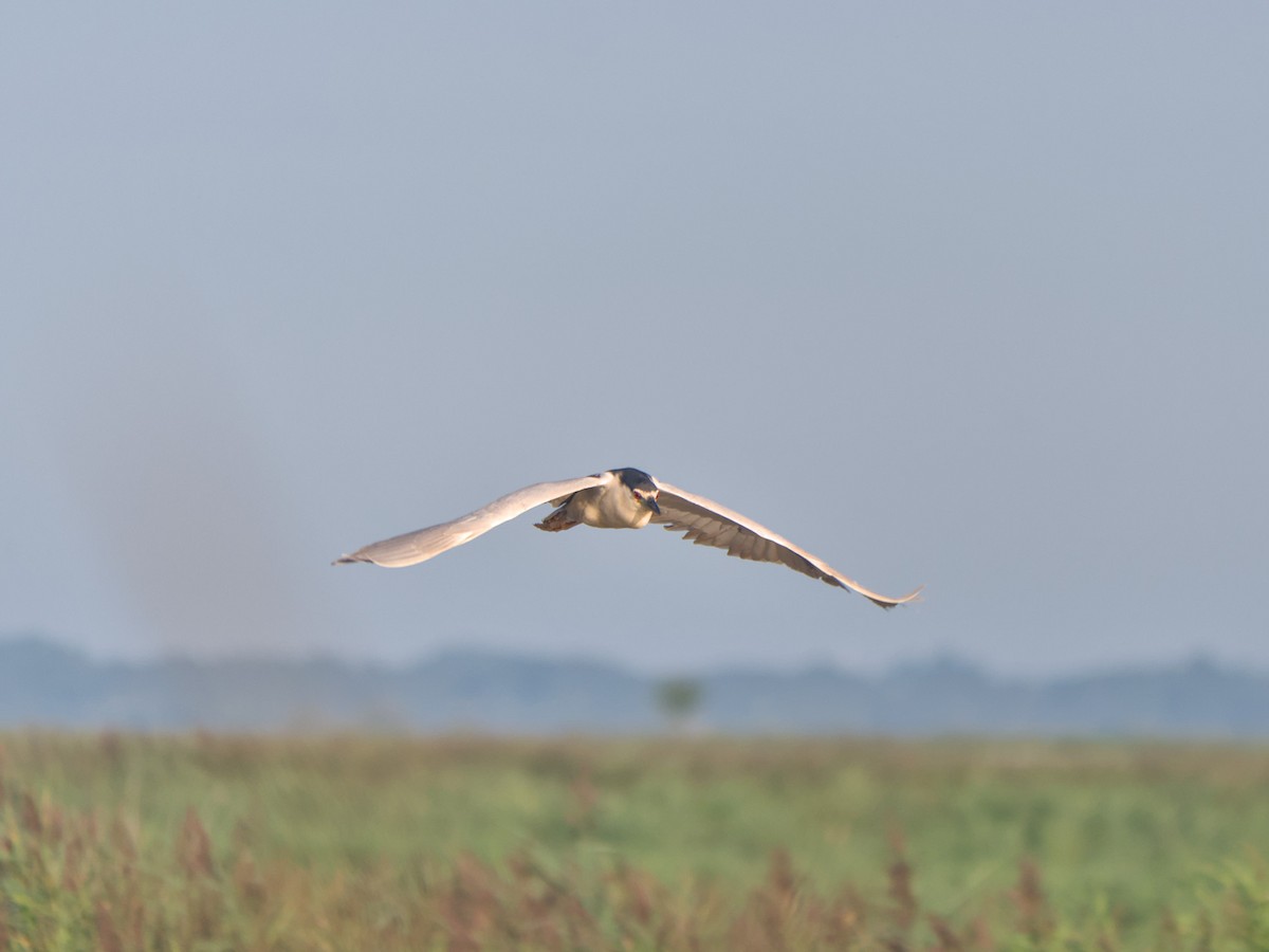 Black-crowned Night Heron - ML632251986