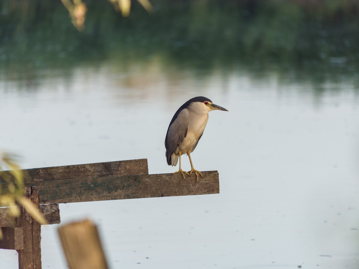 Black-crowned Night Heron - ML632251987