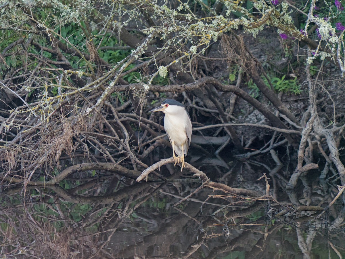 Black-crowned Night Heron - ML632251988