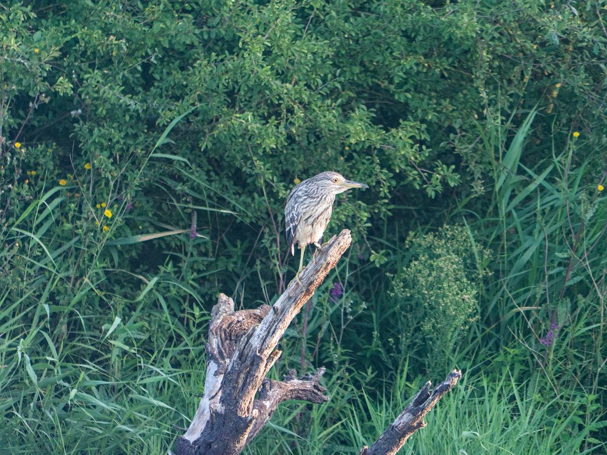 Black-crowned Night Heron - ML632251990
