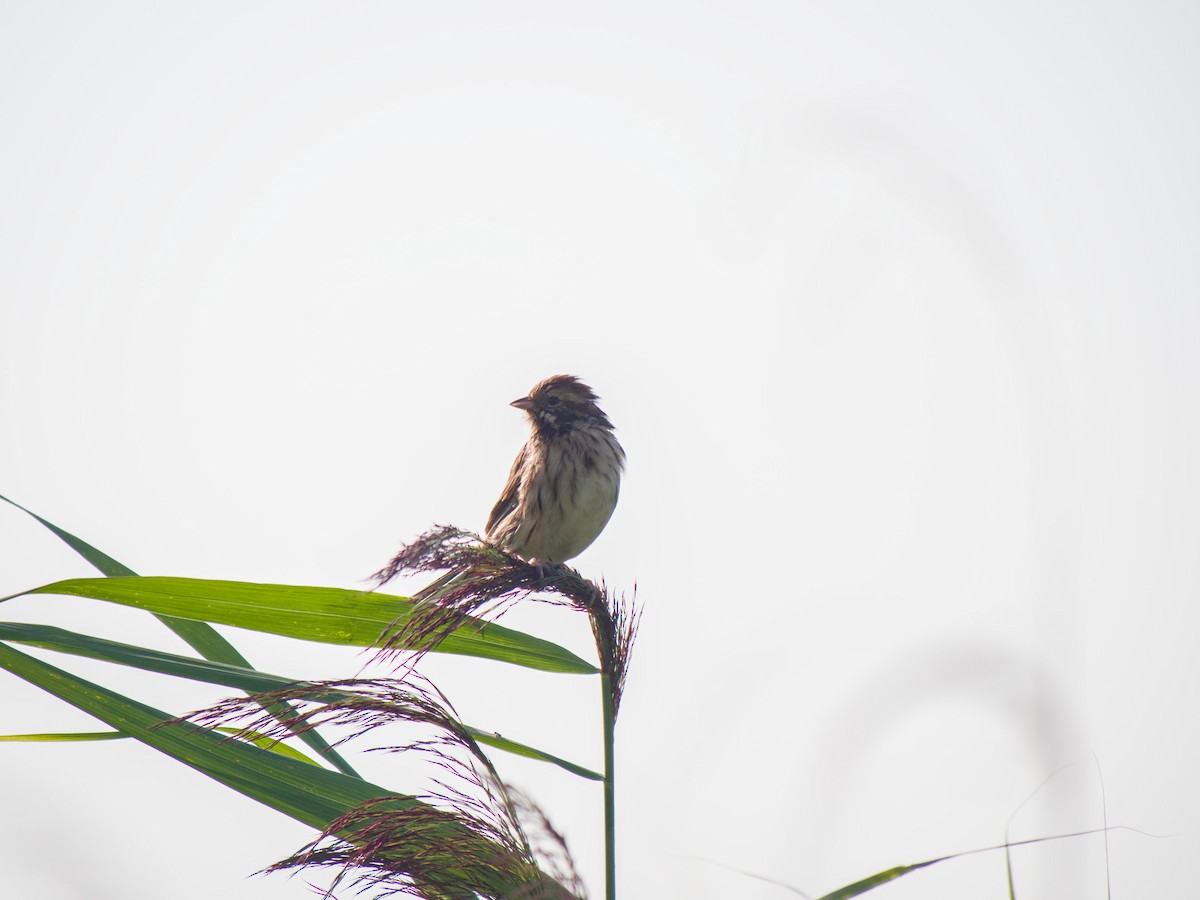 Reed Bunting - ML632251994
