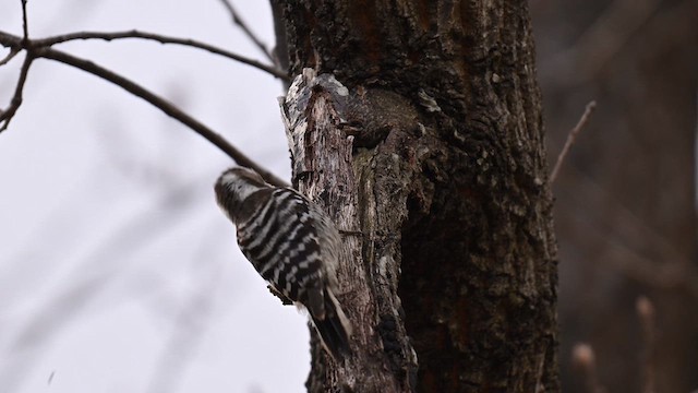 Japanese Pygmy Woodpecker - ML632252003