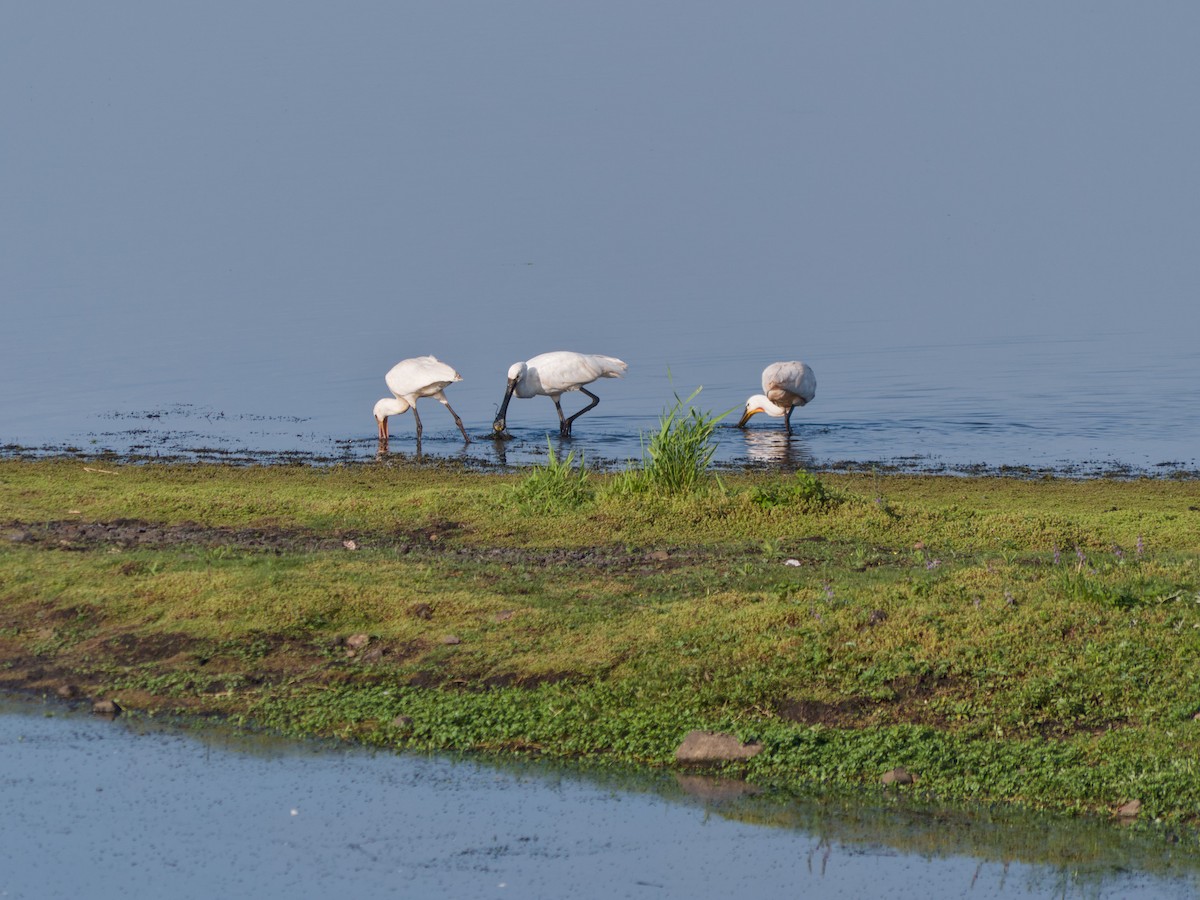 Eurasian Spoonbill - ML632252013