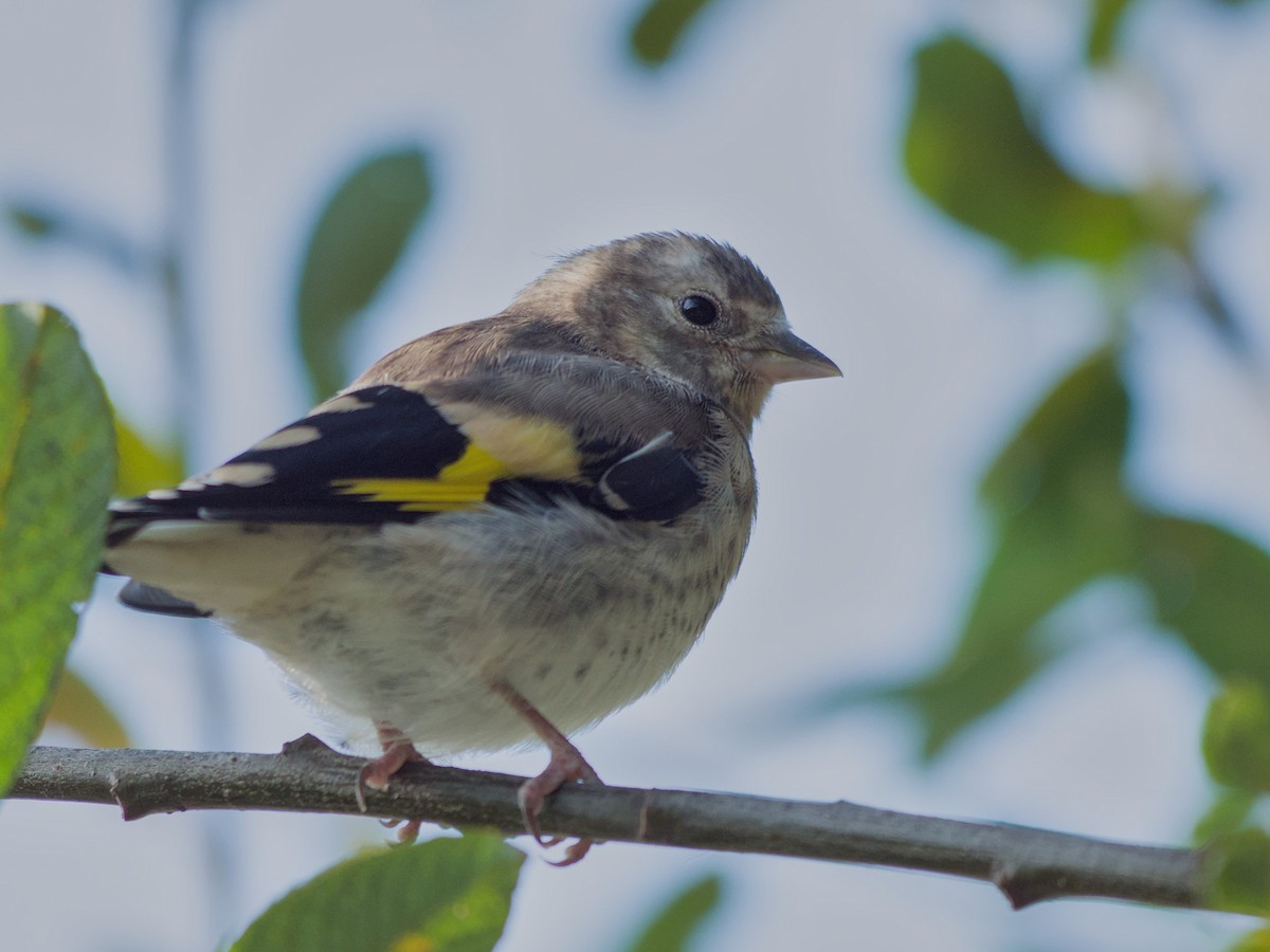 European Goldfinch - ML632252016