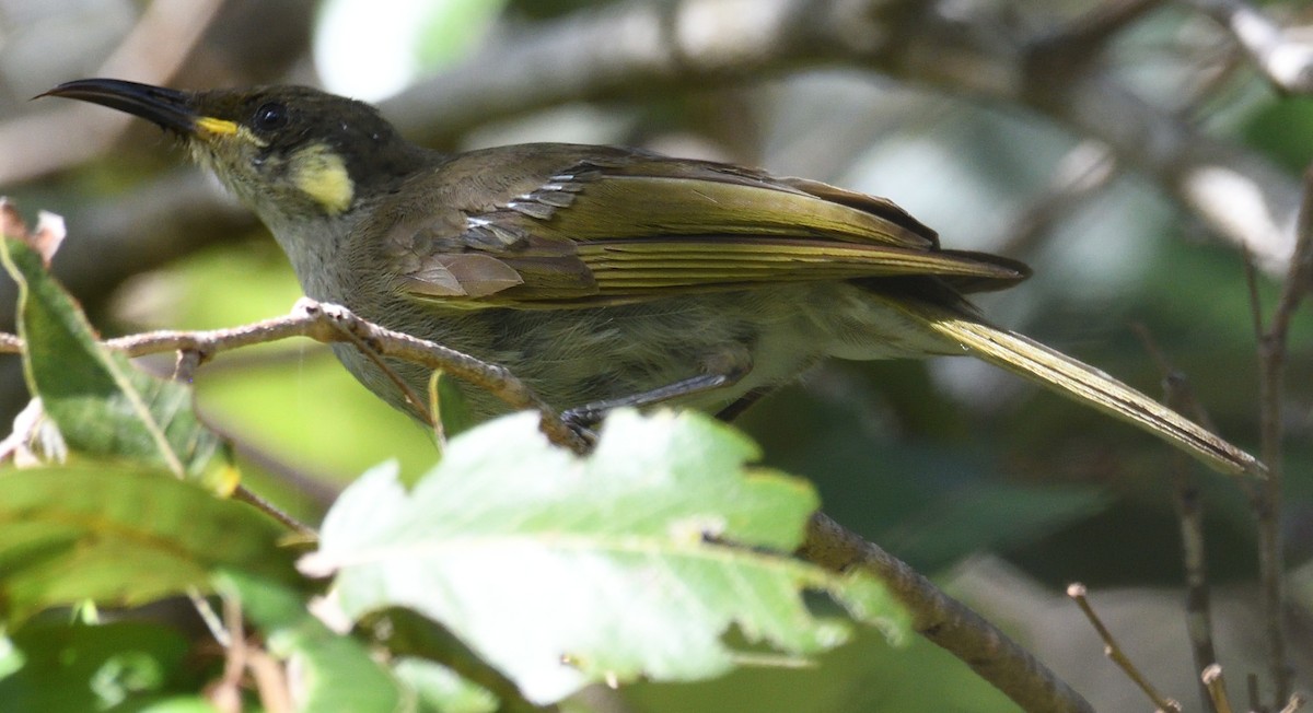Graceful Honeyeater - ML632252116