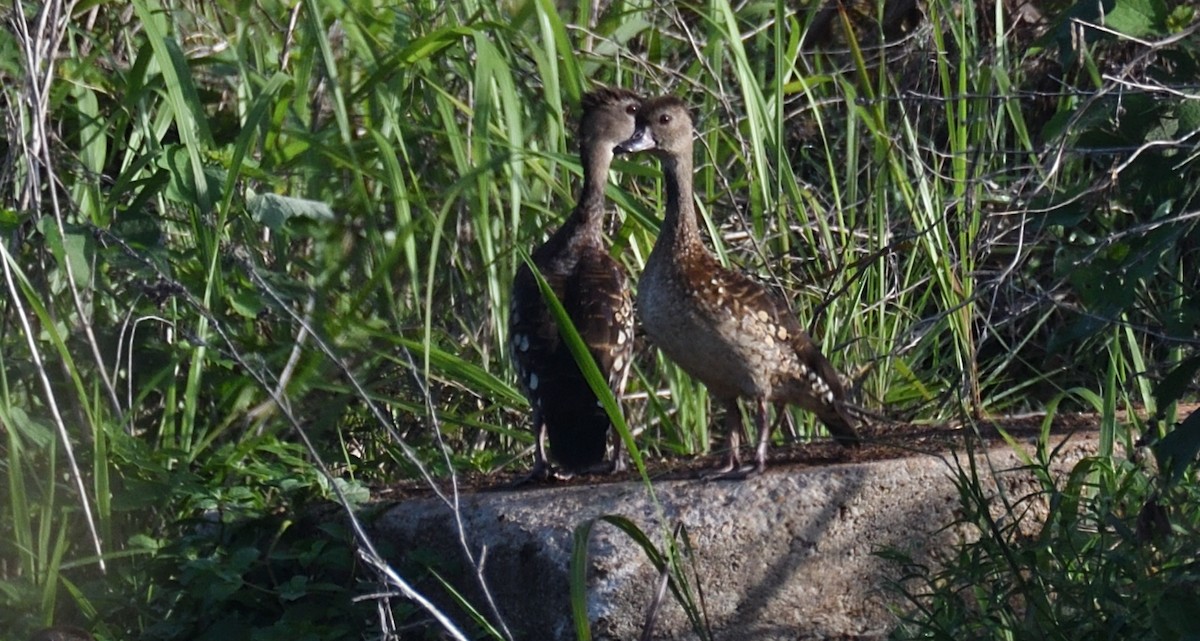 Spotted Whistling-Duck - ML632252131