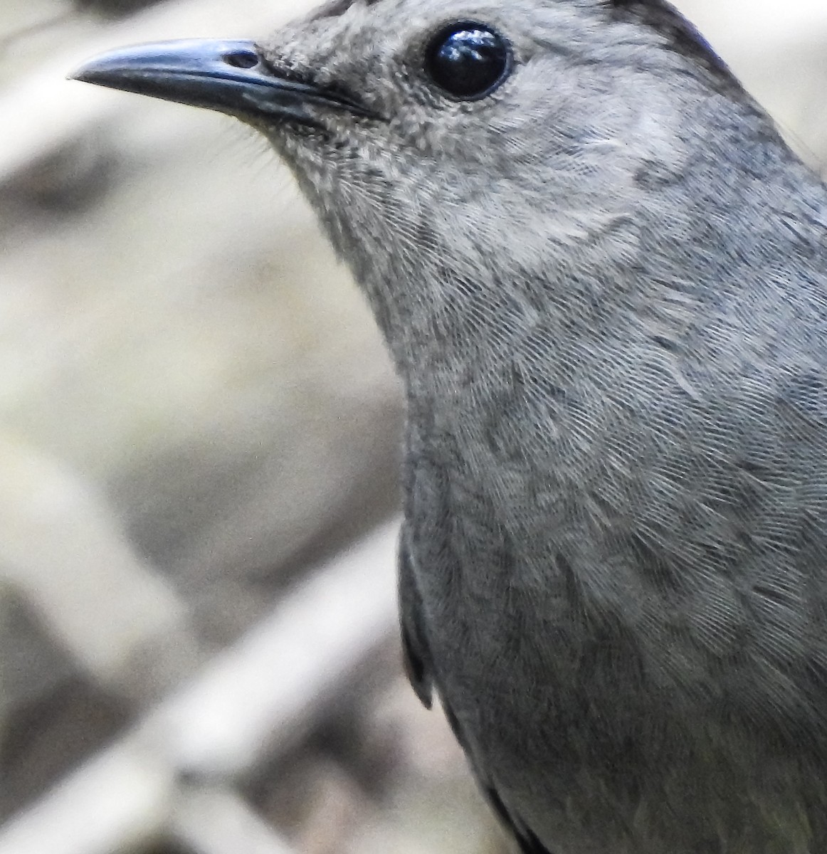 Gray Catbird - ML632252155