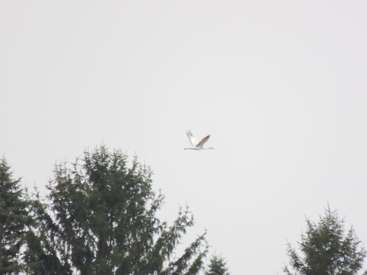 Sandhill x Whooping Crane (hybrid) - ML632252220