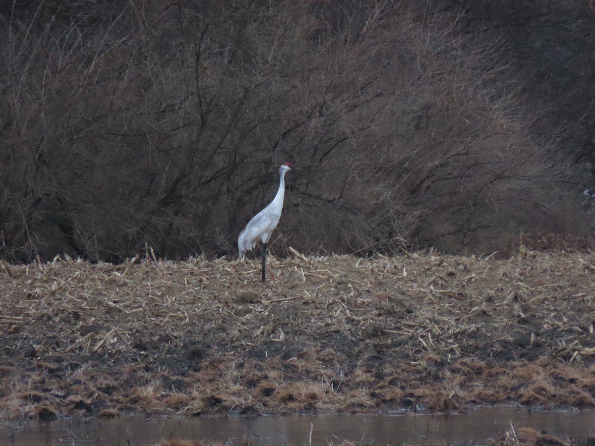 Sandhill x Whooping Crane (hybrid) - ML632252221