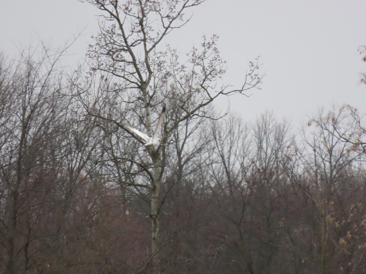 Sandhill x Whooping Crane (hybrid) - ML632252222