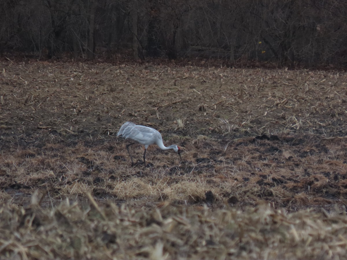 Sandhill x Whooping Crane (hybrid) - ML632252223