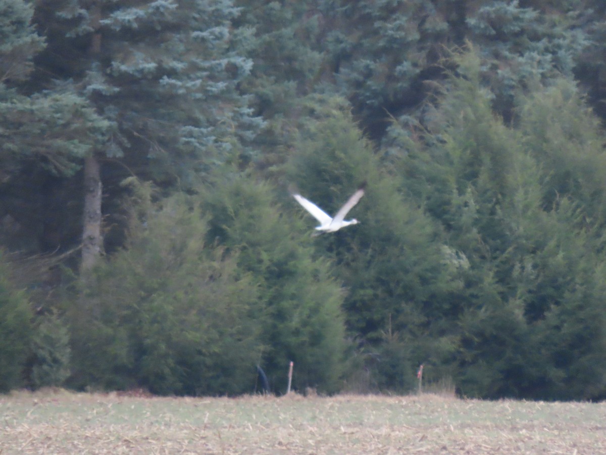 Sandhill x Whooping Crane (hybrid) - ML632252225