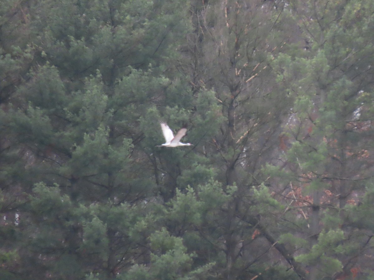 Sandhill x Whooping Crane (hybrid) - ML632252226