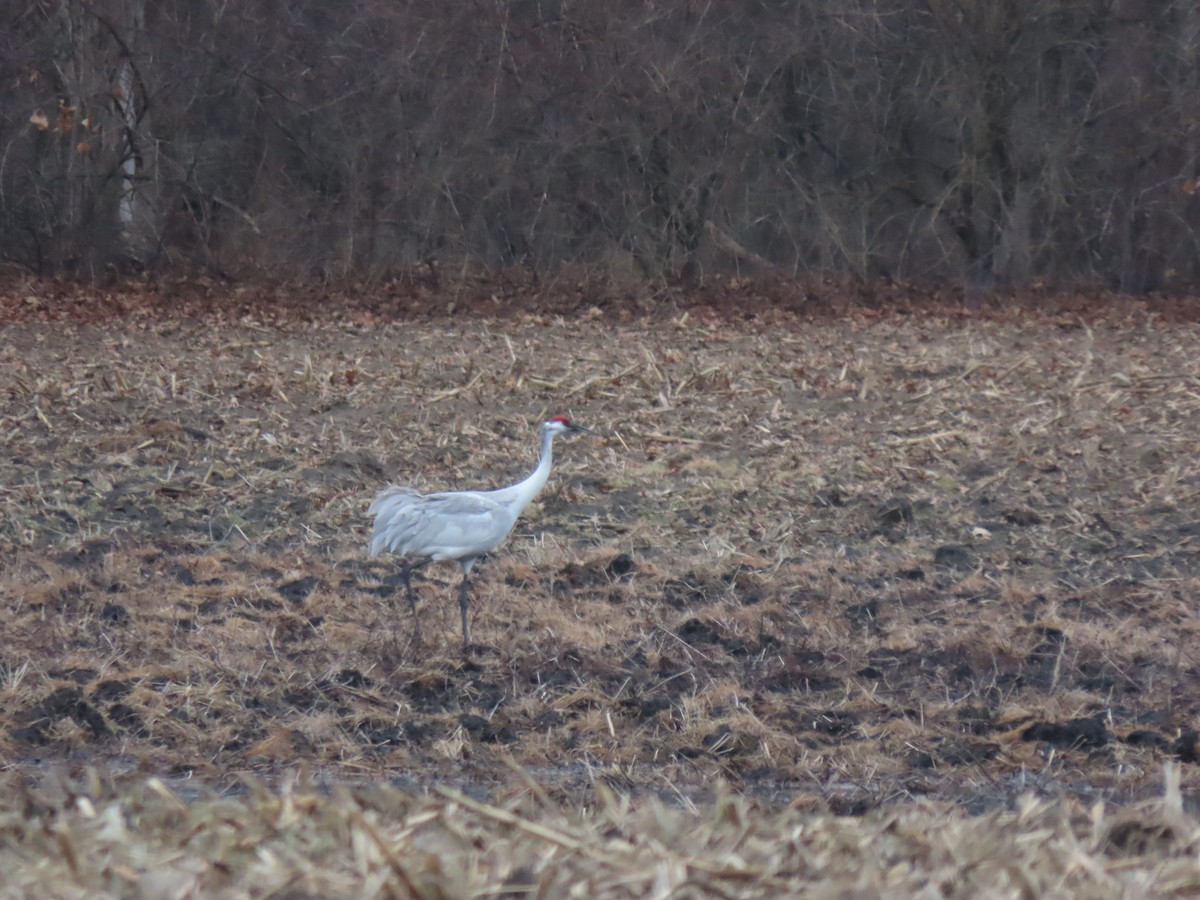Sandhill x Whooping Crane (hybrid) - ML632252227