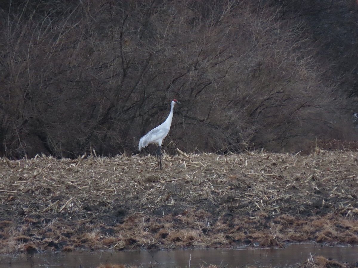 Sandhill x Whooping Crane (hybrid) - ML632252228