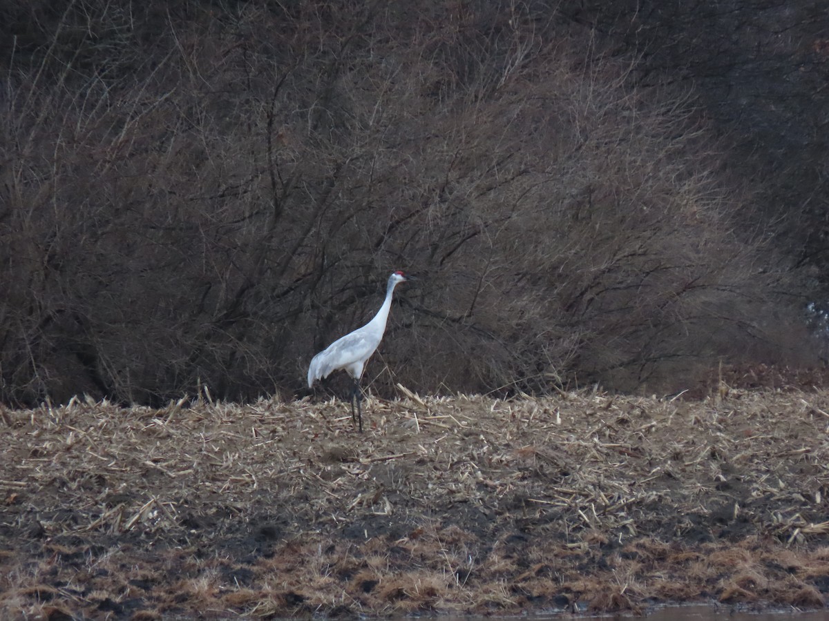 Sandhill x Whooping Crane (hybrid) - ML632252229