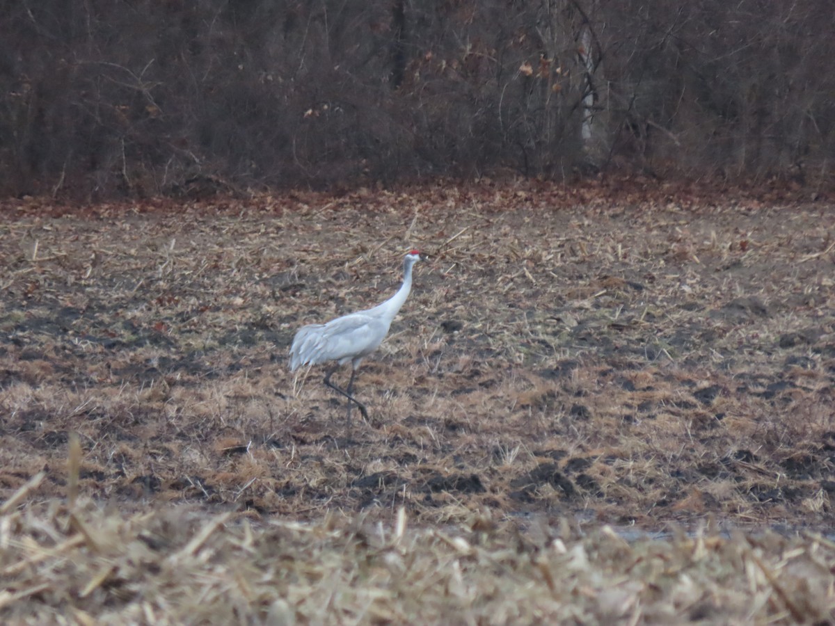 Sandhill x Whooping Crane (hybrid) - ML632252230