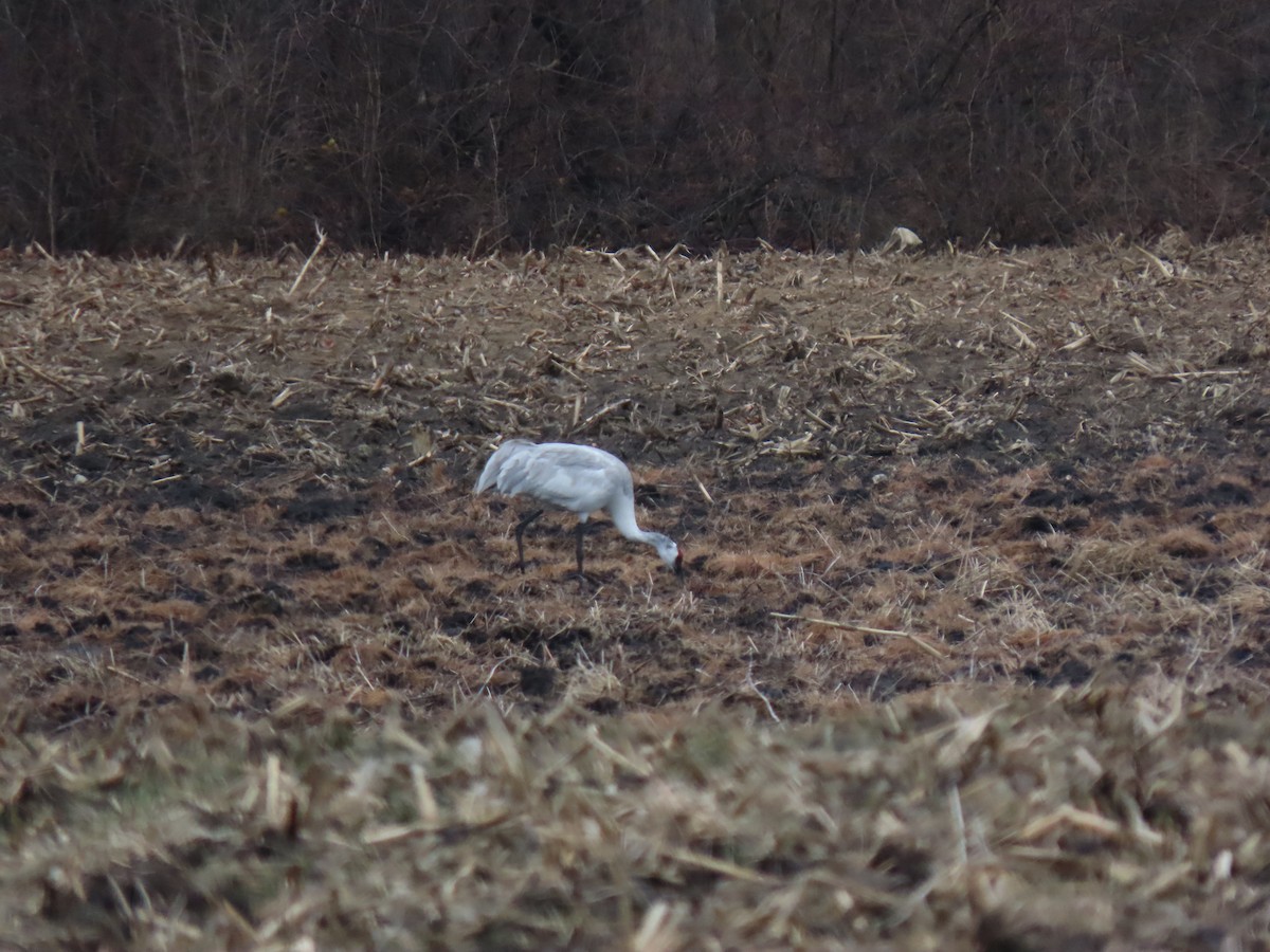Sandhill x Whooping Crane (hybrid) - ML632252231