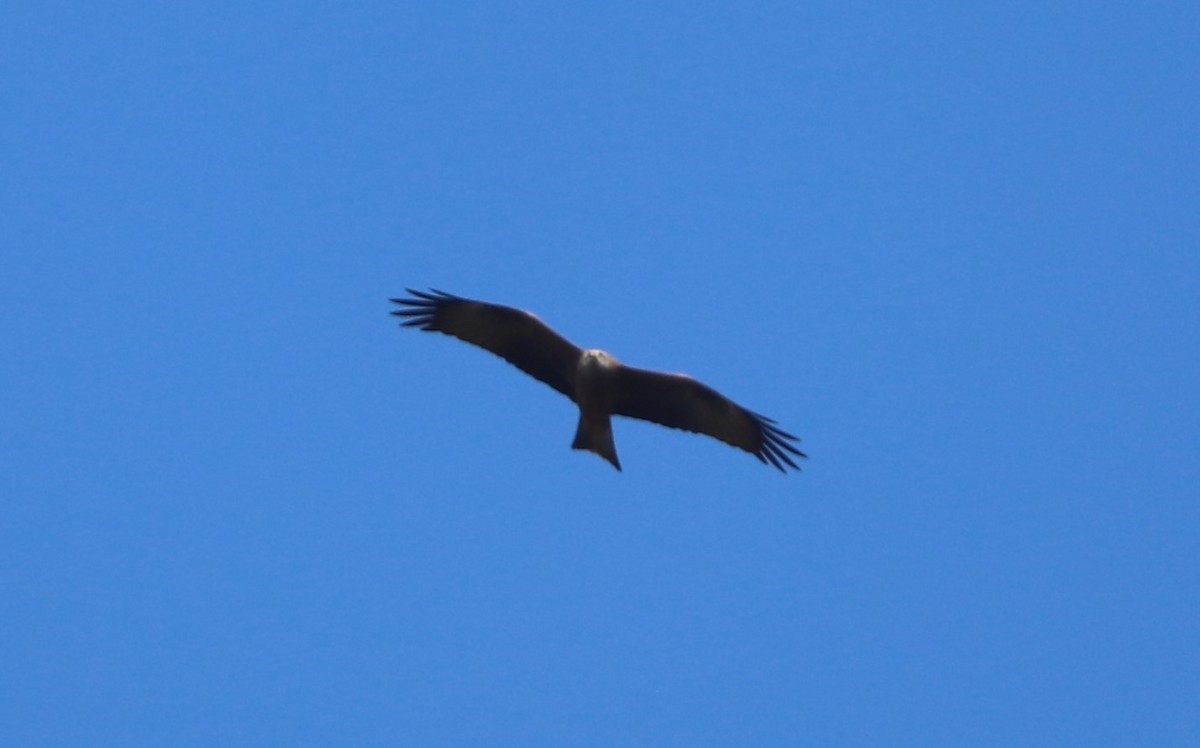 Black Kite - ML632252232