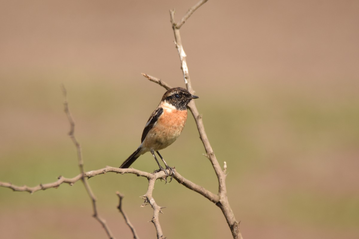 Siberian Stonechat (Siberian) - ML632252259