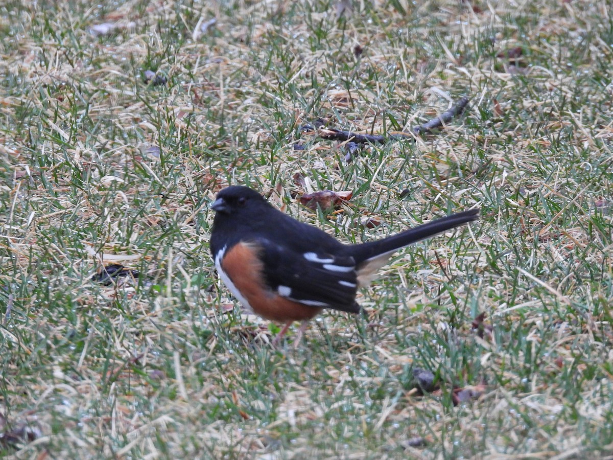 Eastern Towhee - ML632252274