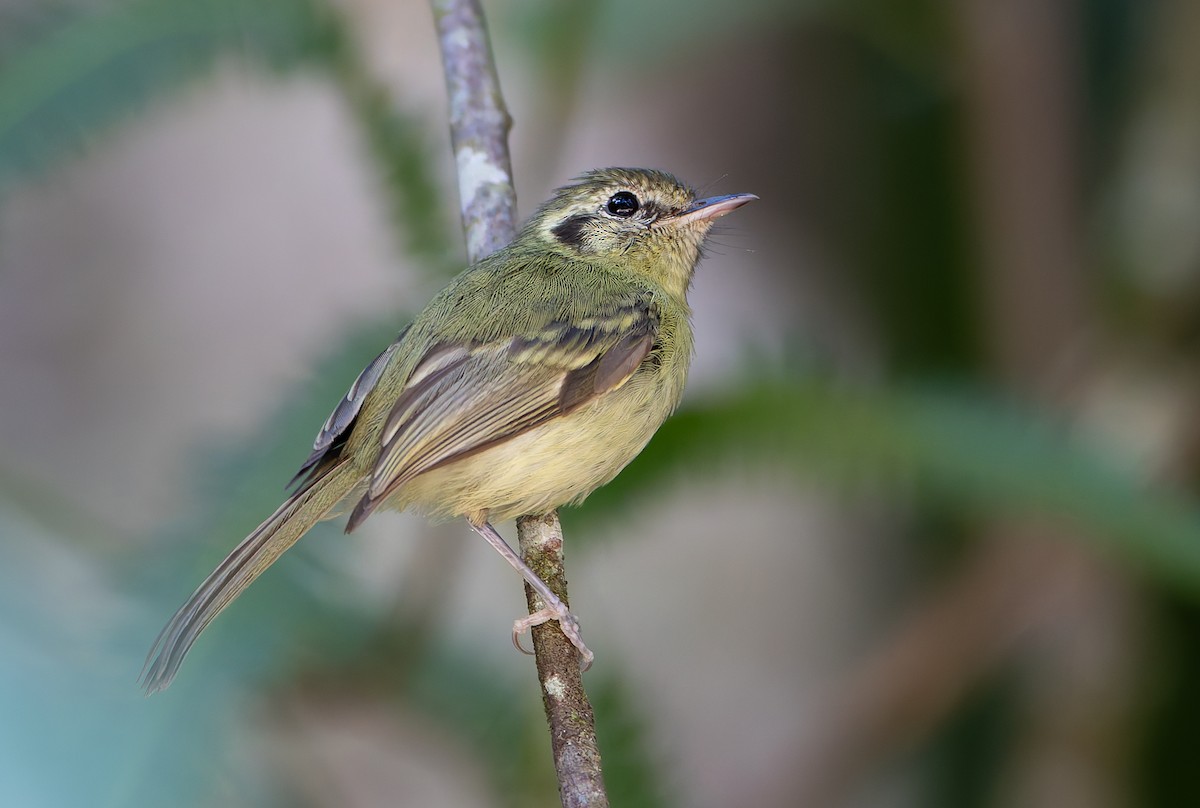 Sao Paulo Bristle-Tyrant - ML632252294