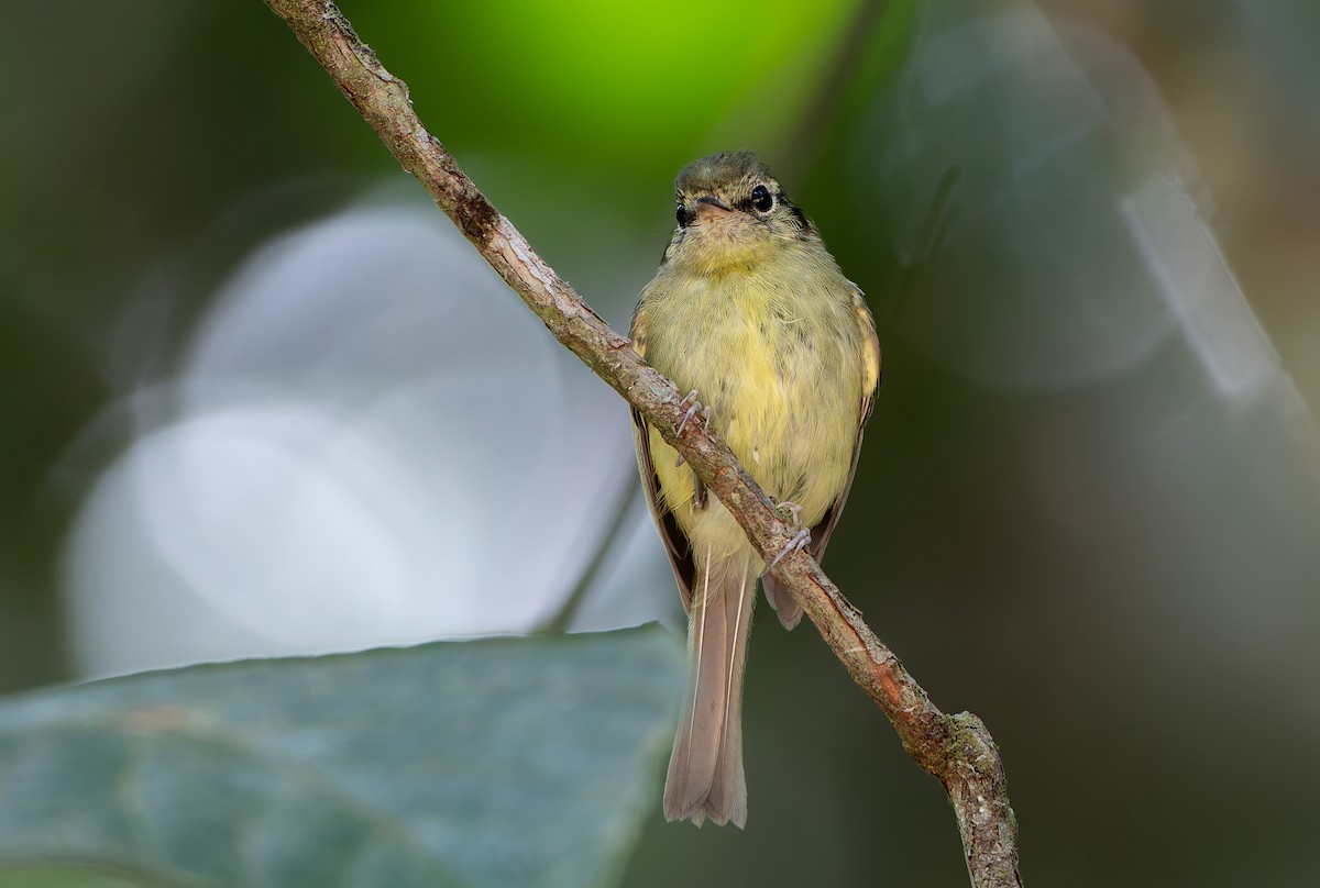 Sao Paulo Bristle-Tyrant - ML632252303